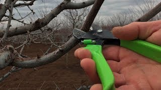 Правильная обрезка алычи чашей / МАКСИМАЛЬНЫЙ РЕЗУЛЬТАТ / proper cropping of cherry plum with a bowl