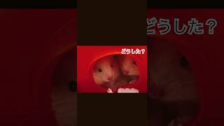 ハムスター🐹💕#hamster#subscribe