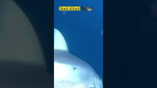 ⚠️ Shark Attack | Diver Screams For Help 😱 #shorts