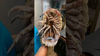 Scarily big woodlouse | Giant Isopod | #animals #facts #ocean #shorts #giantisopod