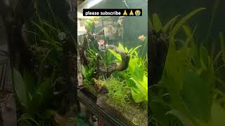 please subscribe 😭🙏🙏#aquariumfishfish #viralvideo #