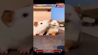 funny animals short new video /rabbit funny new video