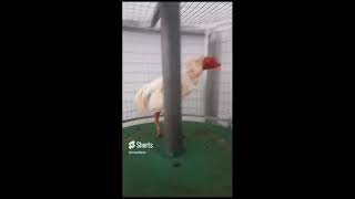 gallo bozal castañeda cas-002 #ornitologia #canarios #aves #pajaros #gallinas #gallos