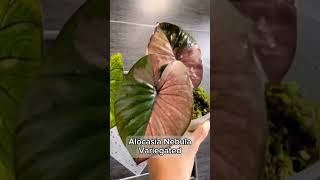 Alocasia Series - Alocasia Nebula Variegata l PlantFactory