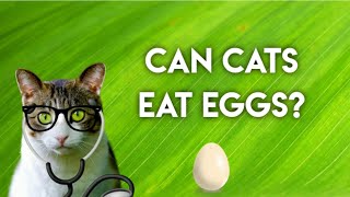 Can Cats Eat Eggs?