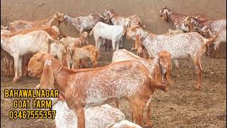 Never send your goats for grazing in rainy weather