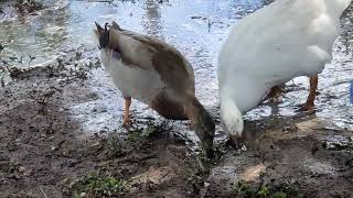 Monday Morning Happy Duck Dance 💃 🎶 💕