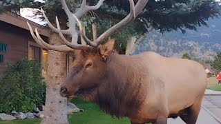 Massive Bull Elk Walks Past My Van! Close Elk Encounter