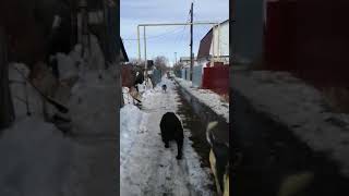 Вот оно настоящее ДОБРОЕ утро!🐾🐶🐕🥰А как проходят прогулки с вашими любимыми питомцами?