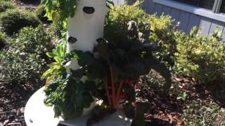 Easy seedlings spinach lettuce in the Tower Garden