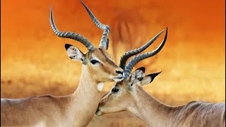 Incredible Impalas:  Nature's Jumping Marvels!