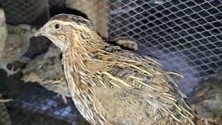 Quail Farming: Are Quails Annoying | Best Quail Cage Floor Mesh