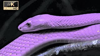 Snakes 4k Video ultra hd | 4k Video  Ultra hd