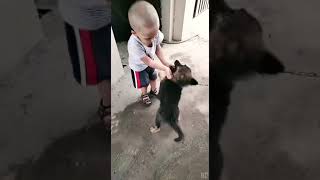 Funny Dog Chase #kids #children #child #dog #puppy #funny #shorts