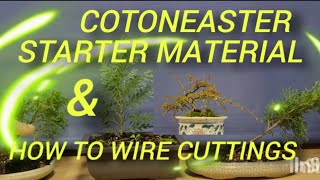 Cotoneaster, Bonsai raw material and how to wire cuttings.