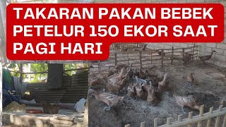 PEMBERIAN PAKAN BEBEK PETELOR 150 EKOR SAAT PAGI HARI