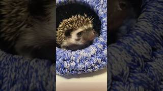 Фотосесия мальчишек-ежишек🥰 #hedgehog #cute #animalfunny #cuteanimals #ежата #ежик