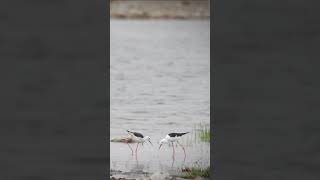 Birds at Etosha National Park, Namibia.