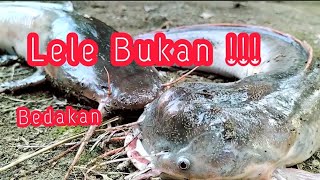 IKAN LELE KEPALA ANEH