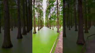 Enter this floating forest. 🌳