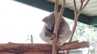 Featherdale Wildlife Park Sydney cz.2 [wombat, koala, psy dingo]