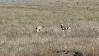 My wife Antonette Harden-Coffee is on the road in Colorado scouting for Antelope.