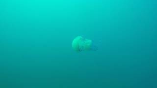 Jellyfish   Croatia   July 2017