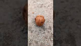 walnut viral shorts video #viral #shorts #walnut walnut #alwayspahadi #vilagelife