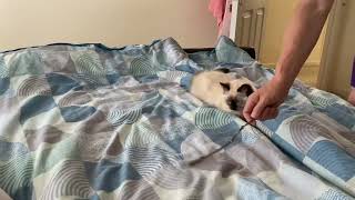 Ragdoll kitten playing with toy! so cute 🥰