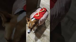 Happy Halloweenie 🌭🎃 #hotdog #halloween