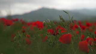 2K Wild Poppies Meadow | Kazakhstan , Uighur Region