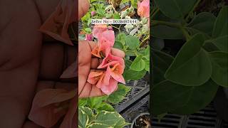 New thai varieties paper flower plants