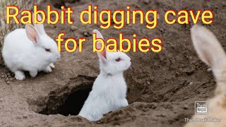 Rabbit digging cave for babies | why rabbit need to Digg cave | rabbit digging cave