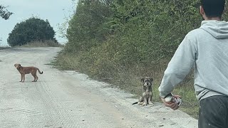 Kontrol Etmek İçin Girdiğimiz Yola Yeni Köpekler Bırakılmış