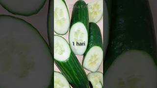 buah mentimun atau timun saat membusuk #timelapse #buah #mentimun #cucumber