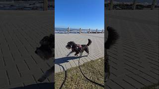 Miniature Schnauzer Happy Run