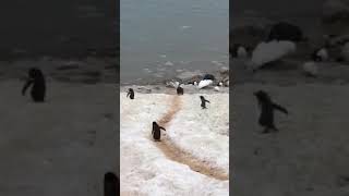 Penguin highway Antarctica