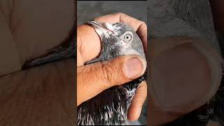 Highflyer Pigeon||#foryou #foryouvideo #foryou #foryouvideo #foryou #foryouvideo #foryou #viral