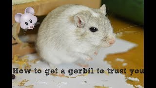 How to get a gerbil to trust you