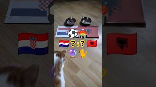 Croatia vs. Albania. who will win? Cat Oracle predicts match result.