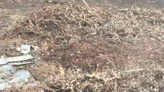 appling the lime to woodchips Homestead permaculture Garden