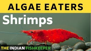 Best Algae Eating Shrimps