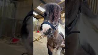 Clipping small ponies With The Horse Barber - Melody