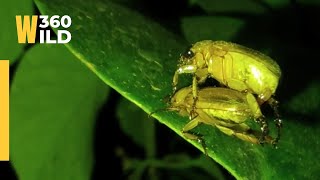 The INSECT WORLD || NATURE BEAUTY in the NIGHT || WILD360