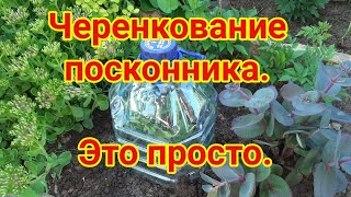 Черенкование посконника.   Это просто!