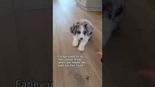 Farley’s tiktok dance #australianshepherd #puppy #tiktokdance