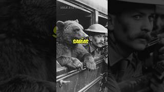 El oso que fue a la guerra:🐻🔫 #curiosidades #curiosidadesdelahistoria #datoshistoricos