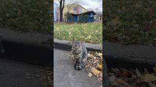 #shorts #shortvideo #кот #котики