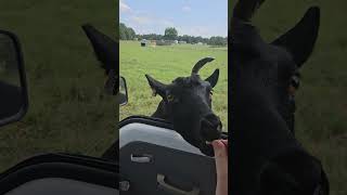 the cracker thief #goats #goat #goatfarmlife #farm #farming #animal #animals #pets #pet