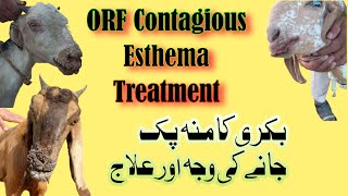 Contagious Esthema ORF Treatment || Bakri ka Mu Pak Jany ka ilaj || Bakri ka Mu Kharab hony ka Ilaj